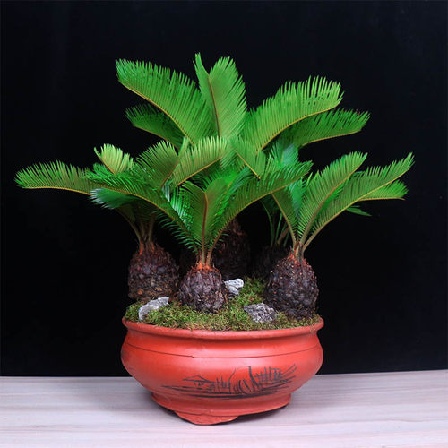 多头铁树盆栽盆景大型植物室内办公室绿植客厅桌面苏铁四季常青