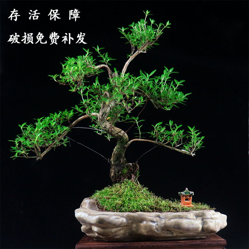 造型四季常青提根绿植盆栽