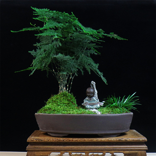 文竹大盆栽植物室内客厅造型盆景好养绿植办公室创意花卉四季常青