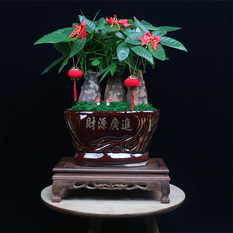 招财好养吸甲醛陶瓷发财树办公室