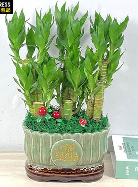 节节高富贵竹客厅好养四季常青