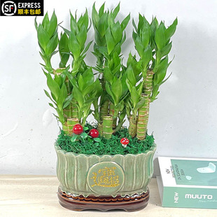 节节高富贵竹盆栽植物客厅转运绿植办公室内桌面好养盆景四季常青