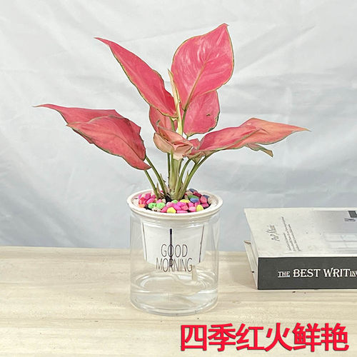 吉利红如意皇后水培植物吉利红