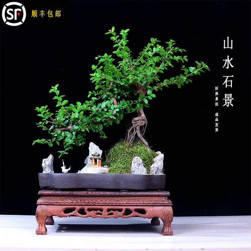 小叶雀梅绿植树桩造型假山植物老桩办公室内高端盆景桌面盆栽摆件