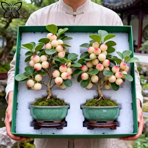 小盼菩提树盆栽带果室内客厅书房禅意桌面绿植办公室好养活小植物