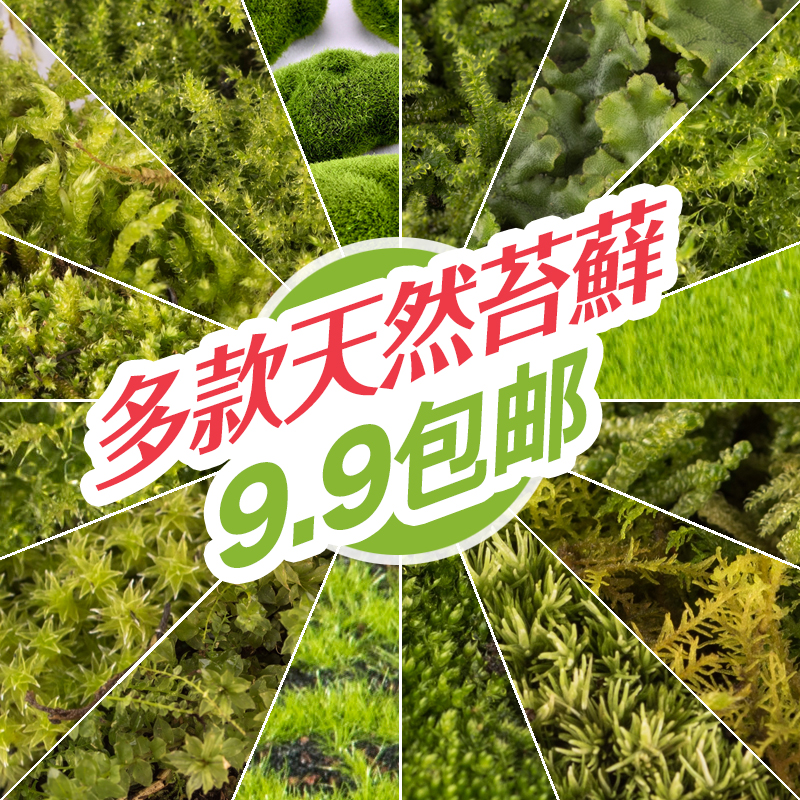 青苔苔藓微景观植物 盆栽鲜活干白发吸水石上水石造景铺面diy材料