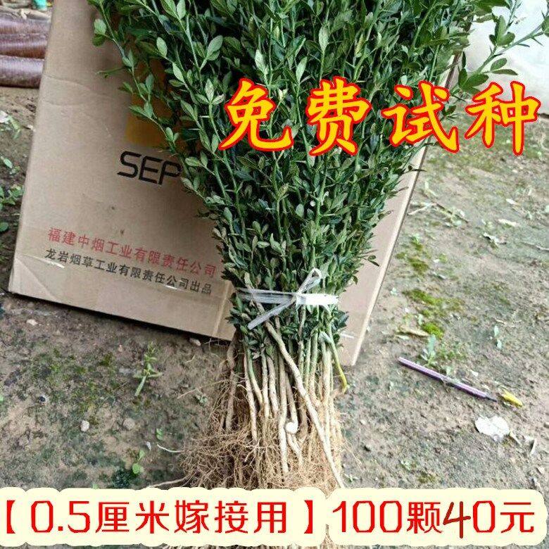 优质积壳苗枸橘苗 柑桔嫁接砧木绿篱苗篱笆墙刺铁篱笆优惠大促
