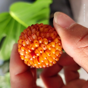 种子七彩宝石文玩小玉米菩提迷你小把件花色文玩玉米种子30粒包邮