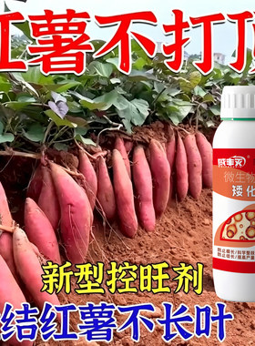 红薯不打顶控旺膨大只长红薯