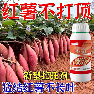 红薯不打顶】红薯控旺膨大素矮化灵只长红薯不长叶控秧剂提高产量