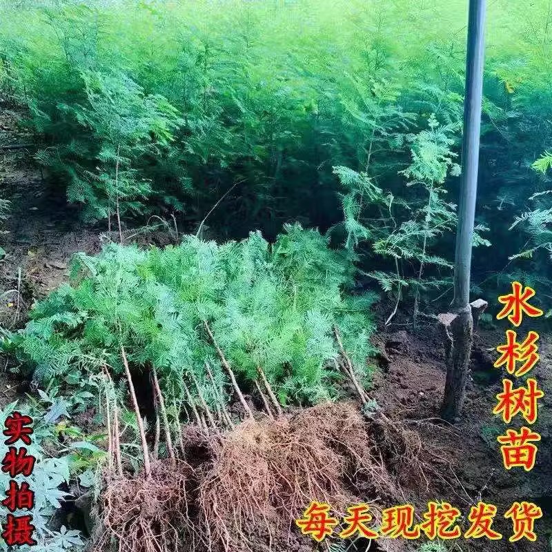 水杉树苗云杉池杉活苗落羽杉中杉水杉苗庭院景观护坡南北方造林树-封面