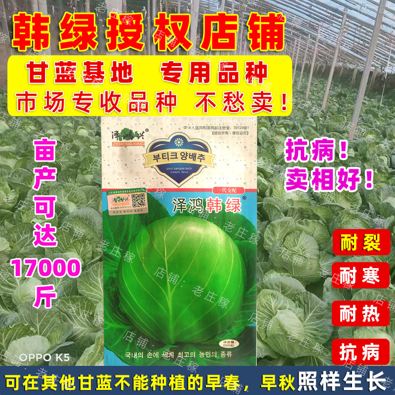 高产耐寒早熟耐裂泽鸿韩绿甘蓝蔬菜种子包菜大头菜圆白菜甘兰春秋