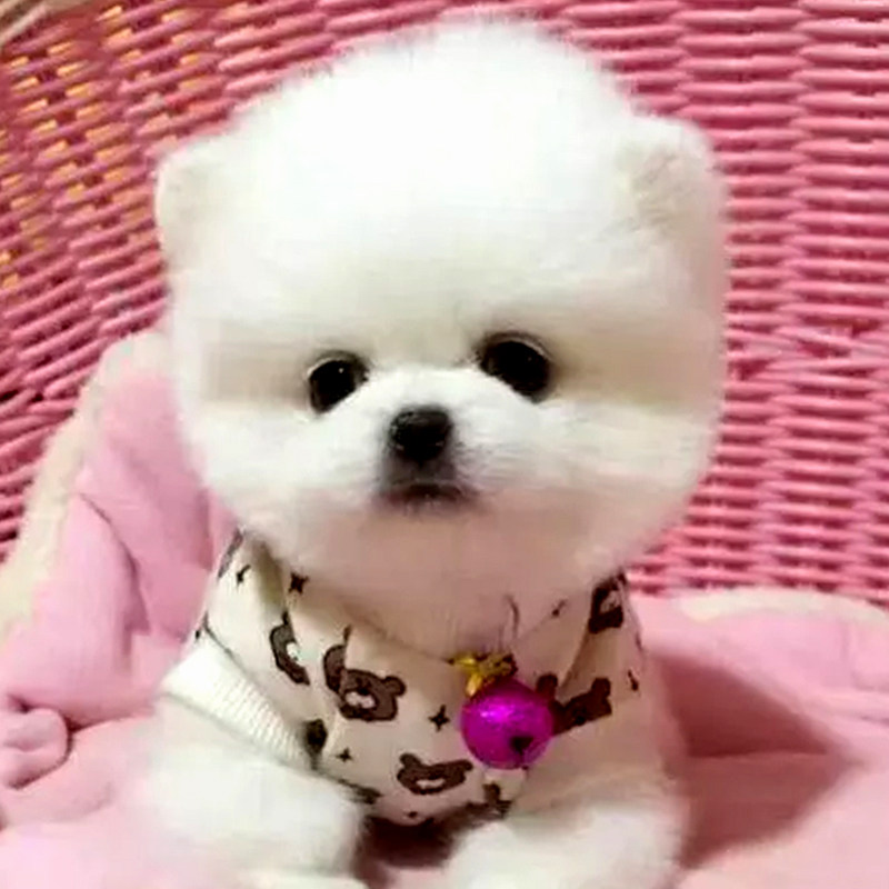 狗活幼体纯种博美犬幼犬活体泰迪狗活犬茶杯犬小狗动物活的小型犬|ruв категории животное/Животное питание и принадлежностей, Пэт жизнь услуг, подготовки, Пэт - от Buy2taobao.com для оказания профессиональной услуги покупки агента Taobao