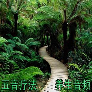 音乐U盘舒缓居家音药养生五音疗疾送爸妈听解压无损mp3高清mp4