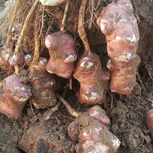 红洋姜新鲜现挖当季 田野菊芋脆甜水果姜红皮洋姜生吃姜鬼子姜不辣