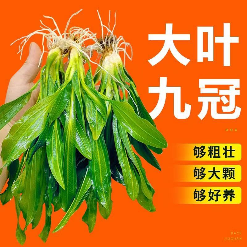 皇冠水草迷你九冠大叶绿九冠鱼缸水草植物阴性新手懒人造景真草