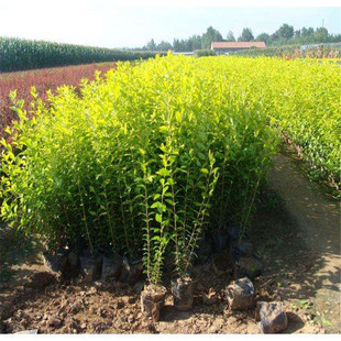 庭院树苗金叶女贞树苗女贞子树苗小叶女贞苗球金森女贞彩色绿化带