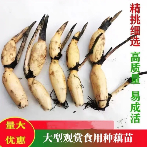 荷花水生植物池塘水缸夏天丰花藕