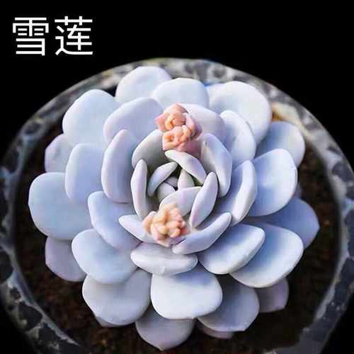 阳台粉雪莲好养肉肉雪莲多肉