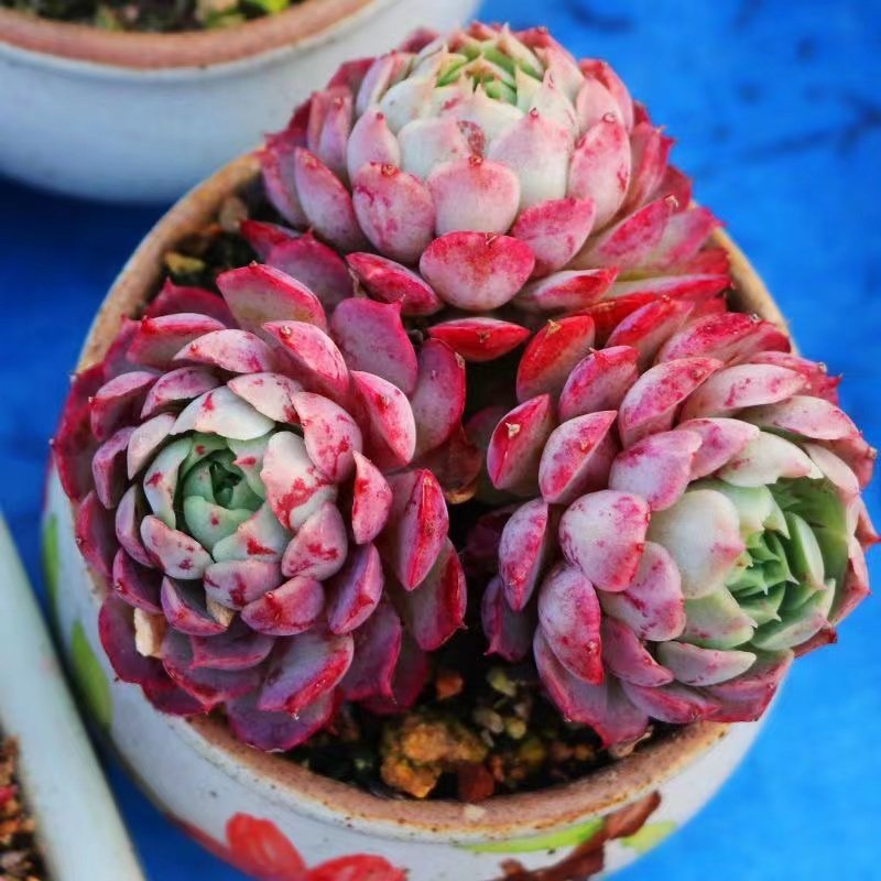 朱砂痣群生多头多肉植物盆栽室内绿植盆景防辐射稀有品种西府海棠