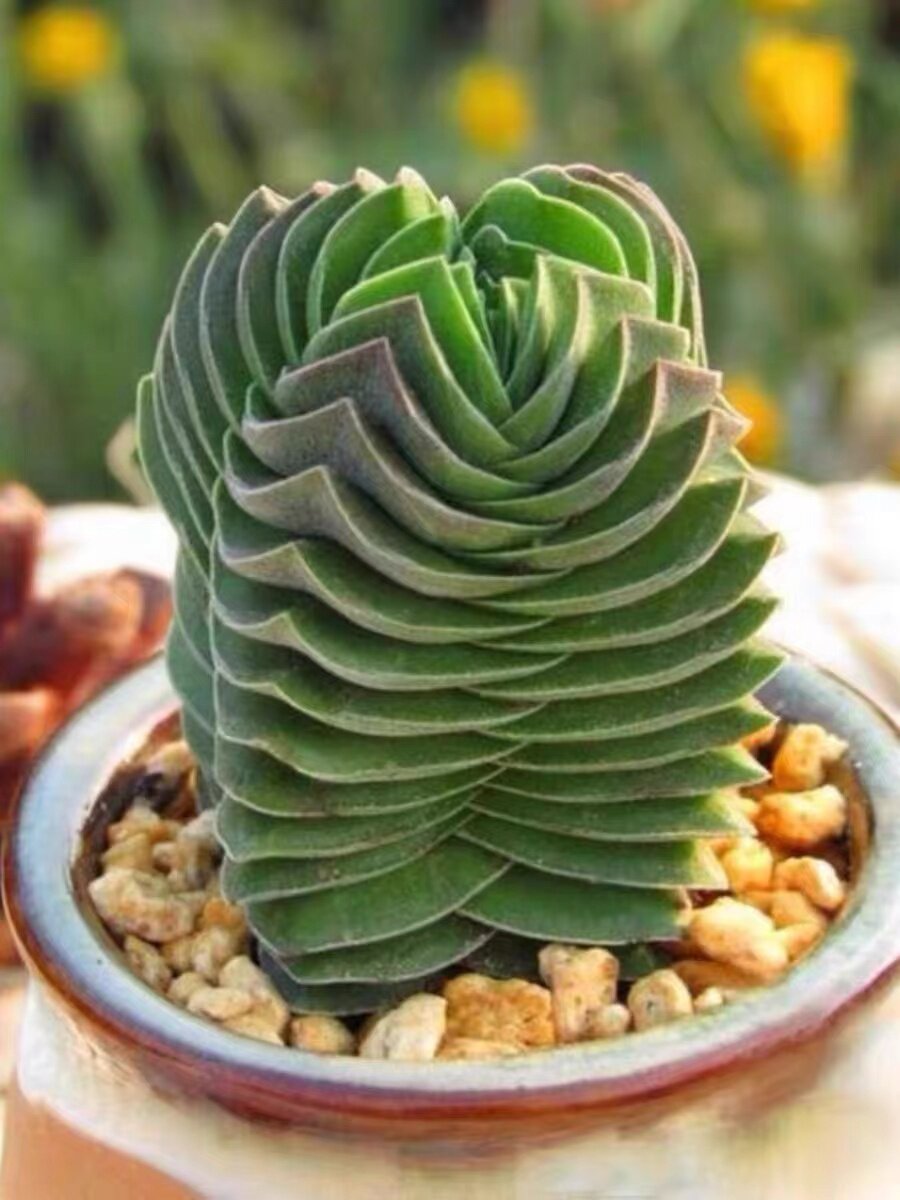 奇趣迷你多肉植物方塔多头群生肉肉植物稀有品种懒人室内阳台盆栽