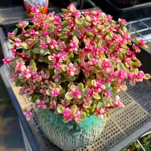 雅乐之舞多肉植物室内阳台组合盆栽金枝玉叶老桩花卉植物桌面绿植