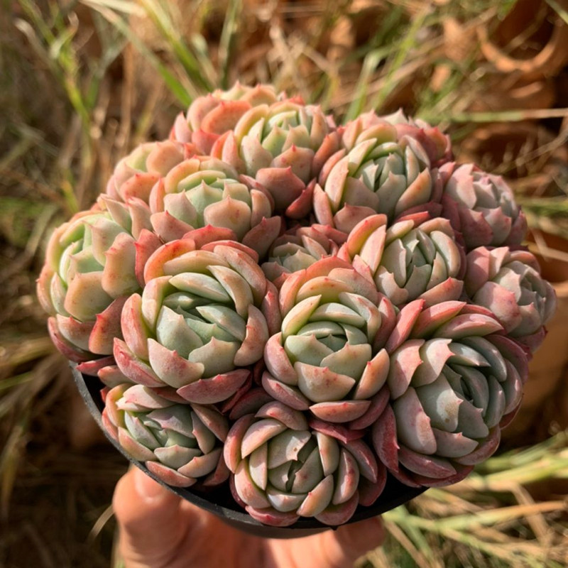 多肉植物香水贝瑞奶油贝瑞双子贝瑞柠檬贝瑞冰梅多头群生老桩肉肉