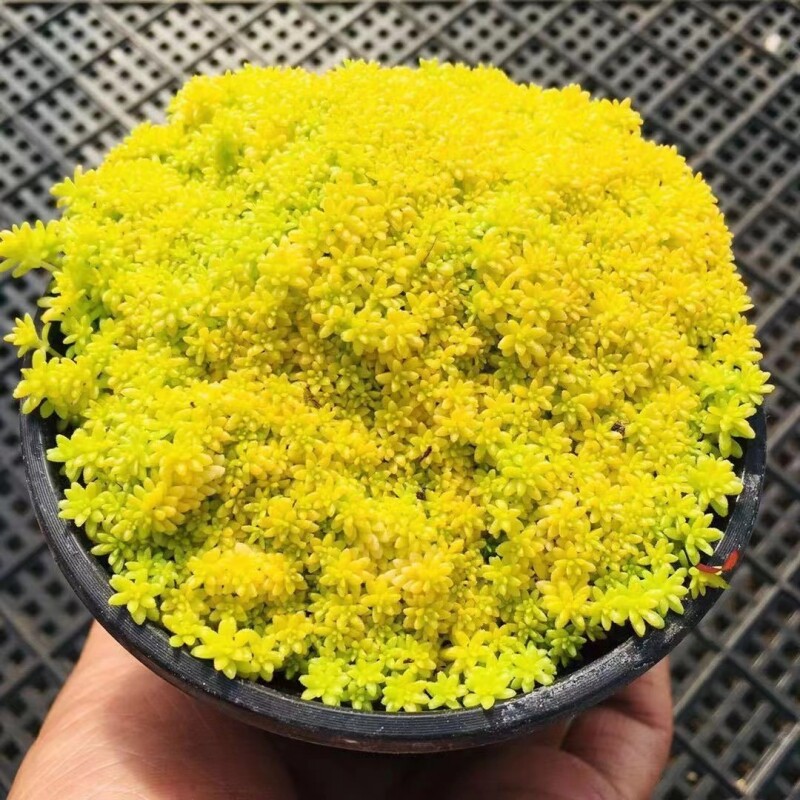 黄金万年草多肉植物组合盆栽护盆草多肉黄金草室内绿植迷你小盆栽