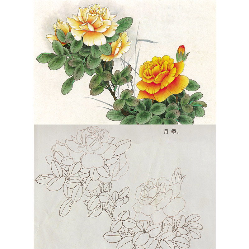 【有步骤】国画初学技法工笔画月季花鸟白描底稿临摹练习线描画稿