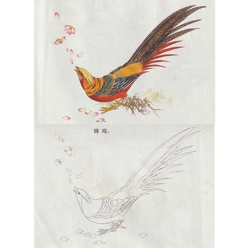 【有步骤】国画初学技法工笔花鸟锦鸡临摹练习白描画稿线描作业稿
