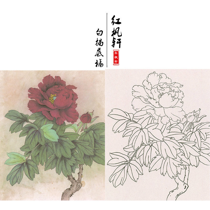 【有步骤】图可选工笔画线描花卉画谱牡丹花鸟国画学习白描作业稿