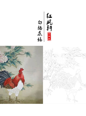 工笔画白描底稿花鸟国画公鸡茶花