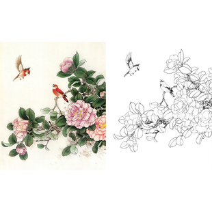 【有步骤】工笔画山茶花线描底稿打印稿临张秋怡国画《生意盎然》