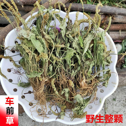 车前草干货中药野生整颗中药材排酸茶新鲜正品泡水喝的功效与作用