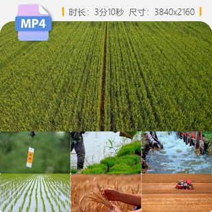 高清芒种节气水稻插秧小麦丰收意境耕田农活粮食浪穗饱满视频素材