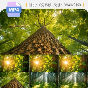 高清唯美晨光穿过森林植树节意境空镜丁达尔光线叶林自然视频素材