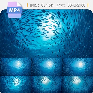 高清海底鱼群环绕阳光透射水下野生动物自然生态系统视频素材