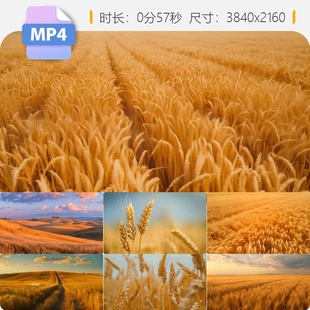 高清金色麦田风吹麦浪麦穗微距特写阳光小芒种丰收希望视频素材