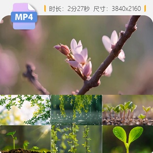 高清春天嫩芽树叶树枝唯美新绿生机勃发阳光风拂万物复苏视频素材