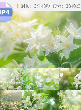 高清茉莉花黑鸭子演唱组白色花朵抒情歌曲舞台LED大屏配视频素材