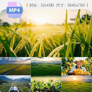 高清农业科技水稻小麦丰收航拍现代三秋粮食种植乡村振兴视频素材