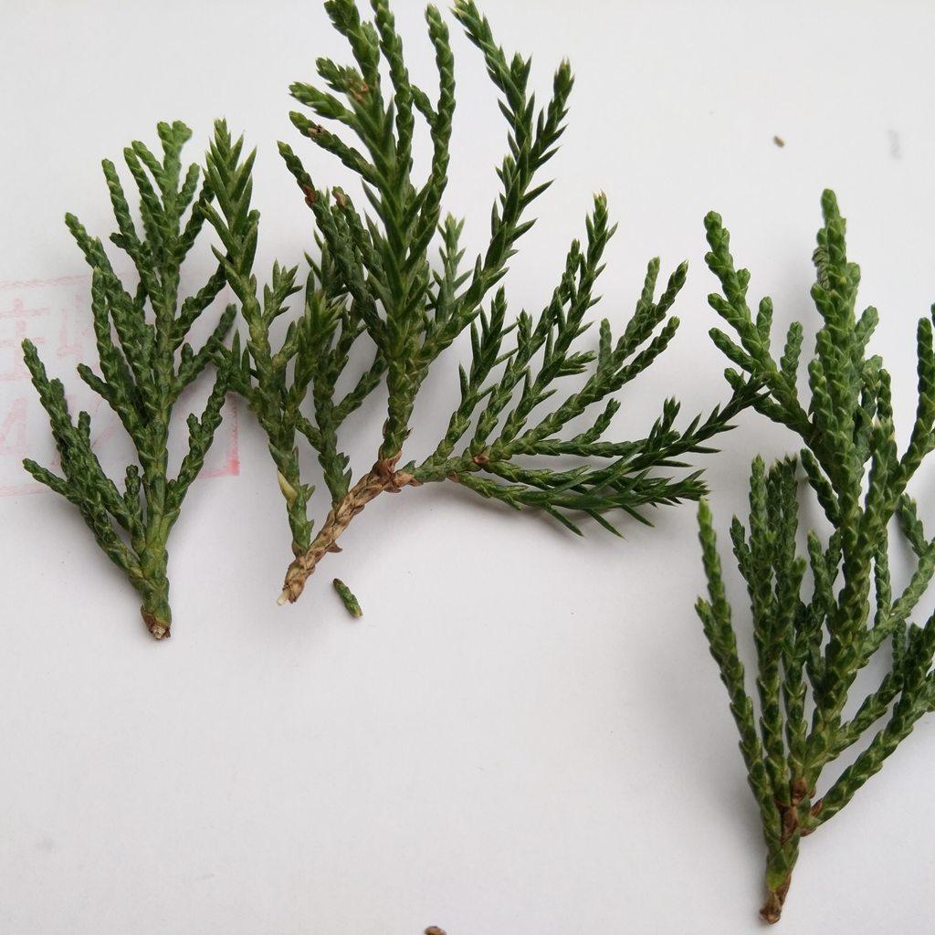 柏树树叶树叶贴画原材料树叶陈列树叶动物触角树叶贴画