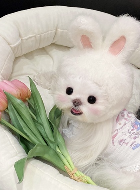 UNLEASHED韩国ins风宠物蕾丝打底背心马尔济斯家居空调服猫狗衣服