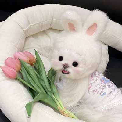 狗狗小兔打底秋冬内搭