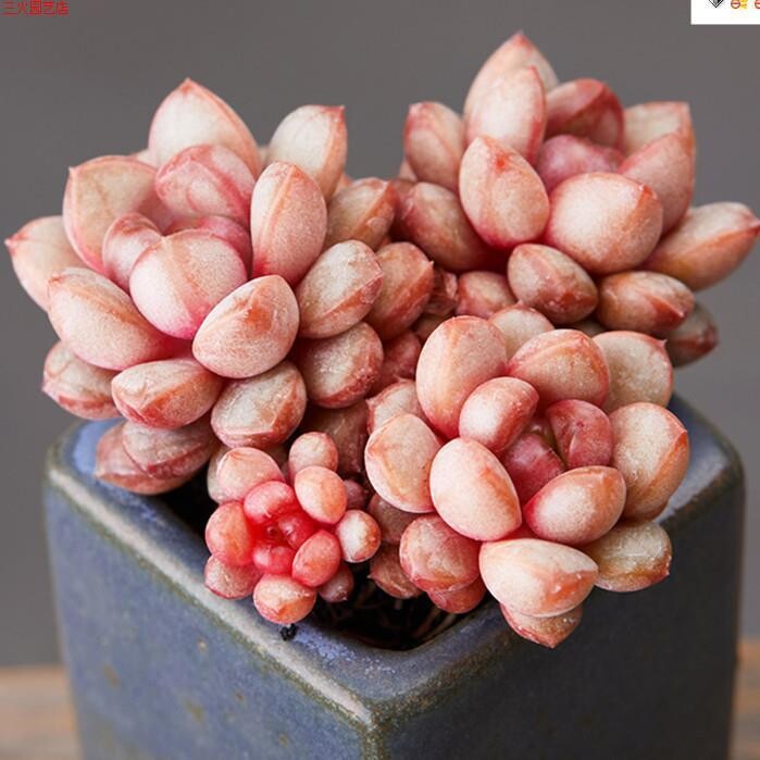 趣味多肉植物红葡萄多头老桩一物一拍花卉组合盆栽室内阳台好养活