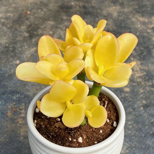 稀有荧光树锦多肉室内阳台盆栽