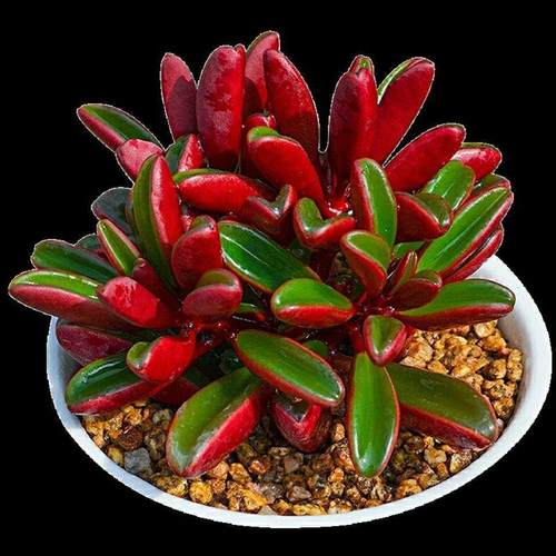 红背椒草群生四季好养