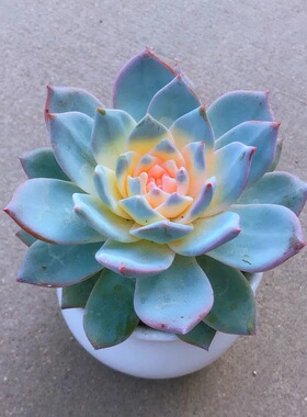 蓝色多肉植物蓝鸟蓝石莲阳台室内好养活盆栽花卉肉肉植物组合盆栽