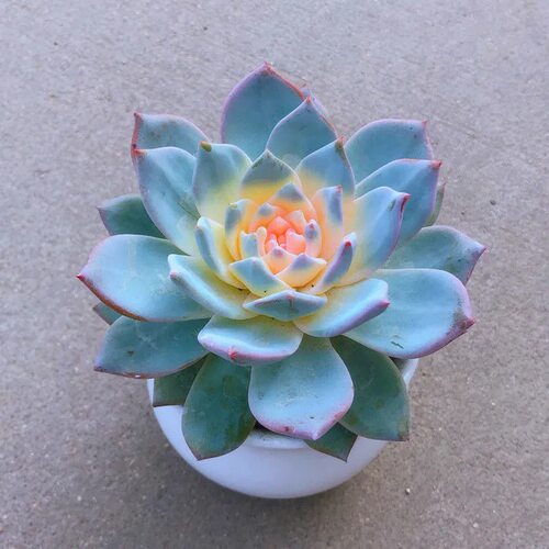 蓝色多肉植物好养活防辐射