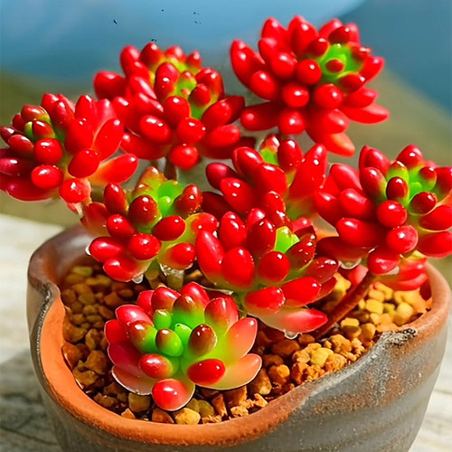 多肉植物群生老桩肉肉花喜庆盆栽